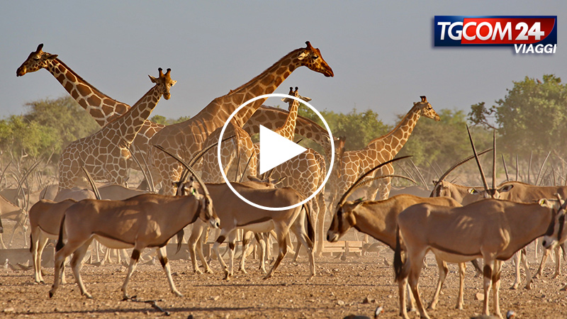 SAFARI AT SIR BANI YAS ISLAND, ABU DHABI