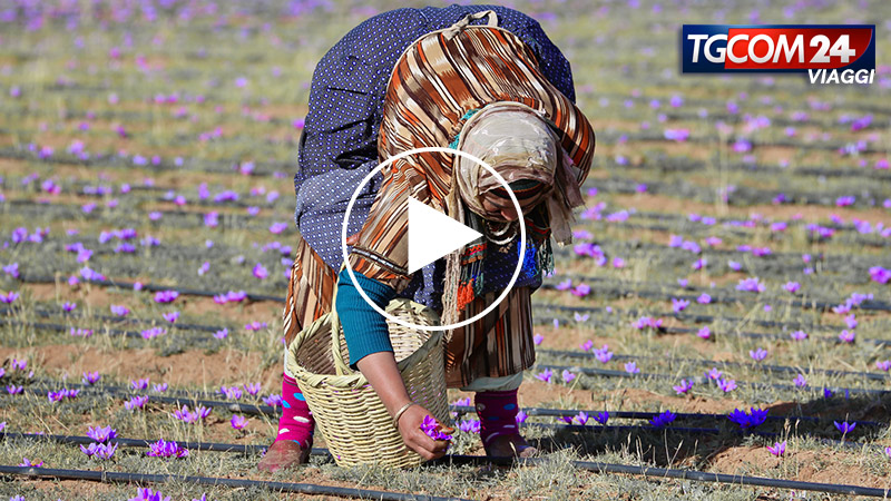 MOROCCAN SAFFRON