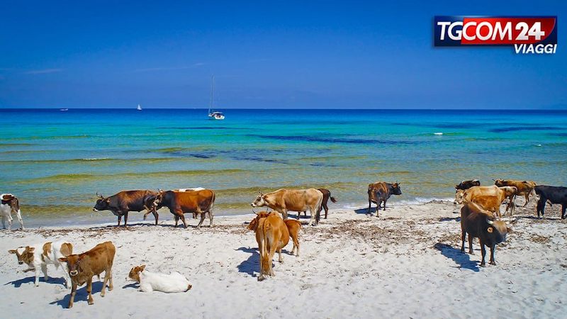Through Corsica, discovering the island of Giraglia, Saint Florent and Desert des Agriates