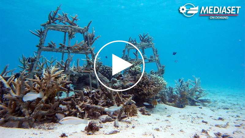 DONNAVVENTURA AND THE CORAL REEF