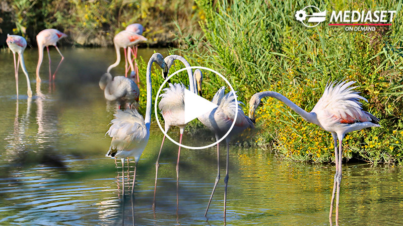 LA CAMARGUE