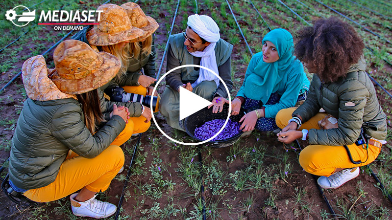 MOROCCAN SAFFRON